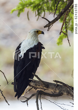 African fish eagle in Kruger National park, South African fish eagle in Kruger National park, South 62419786