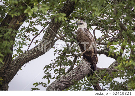 Martial Eagle juvenile in Kruger National park, 62419821