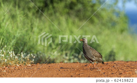 Natal francolin in Kruger National park, South Natal francolin in Kruger National park, South 62419822