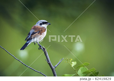 Red backed Shrike in Kruger National park, South 62419829