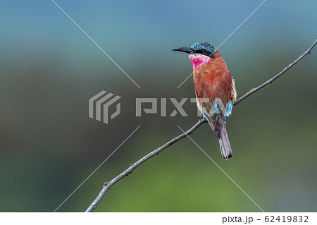 Southern Carmine Bee eater in Kruger National 62419832