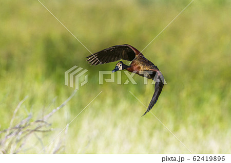 White faced Whistling Duck in Mapungubwe National White faced Whistling Duck in Mapungubwe National 62419896