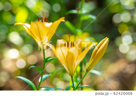 ゆりの花 ゆりの花 62420006