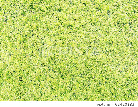 PVC Grass used on sports fields for soccer and PVC Grass used on sports fields for soccer and 62420233
