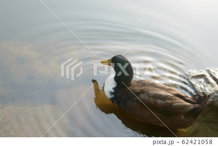 Ducks bird on reflection lake water surface. 62421058