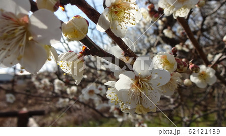 曇り空に梅の花１０ 62421439