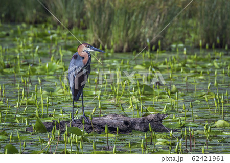Goliath heron in Mapunbugwe National park, South Goliath heron in Mapunbugwe National park, South 62421961