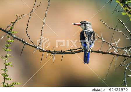 Grey headed Kingfisher in Mapungubwe National 62421970