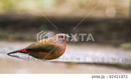 Jameson Firefinch in Mapunbugwe National park, Jameson Firefinch in Mapunbugwe National park, 62421972