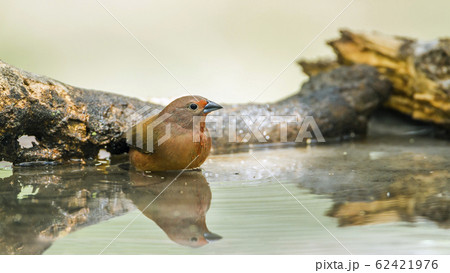 Jameson Firefinch in Mapungubwe National park, Jameson Firefinch in Mapungubwe National park, 62421976