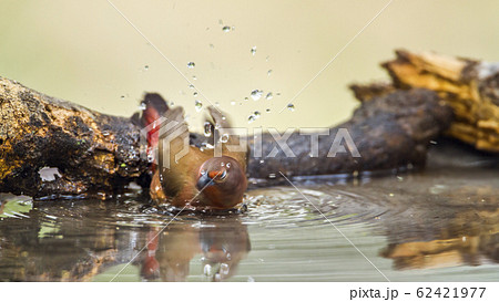 Jameson Firefinch in Mapungubwe National park, Jameson Firefinch in Mapungubwe National park, 62421977