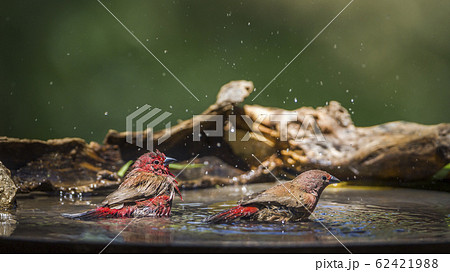 Jameson Firefinch in Mapungubwe National park, Jameson Firefinch in Mapungubwe National park, 62421988