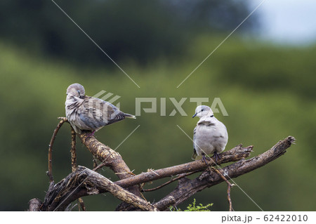 Ring necked Dove in Mapungubwe National park, Ring necked Dove in Mapungubwe National park, 62422010