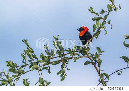 Southern Red Bishop in Mapungubwe National park, Southern Red Bishop in Mapungubwe National park, 62422014