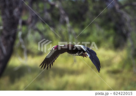 Spur winged Goose in Mapunbugwe National park, 62422015