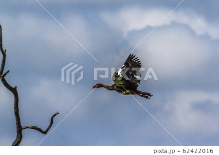 Spur winged Goose in Mapunbugwe National park, 62422016