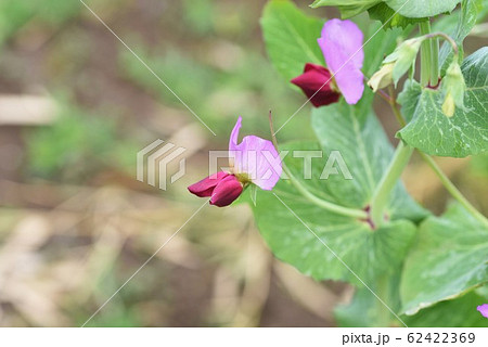 えんどう豆の花の写真素材