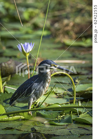 Green backed heron in Kruger National park, South Green backed heron in Kruger National park, South 62422555
