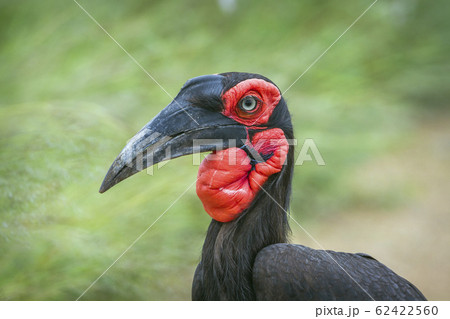 Southern Ground Hornbill in Kruger National park, 62422560