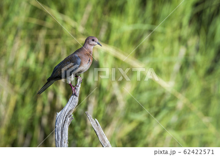 Laughing Dove in Kruger National park, South 62422571