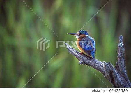 Malachite kingfisher in Kruger National park, Malachite kingfisher in Kruger National park, 62422580
