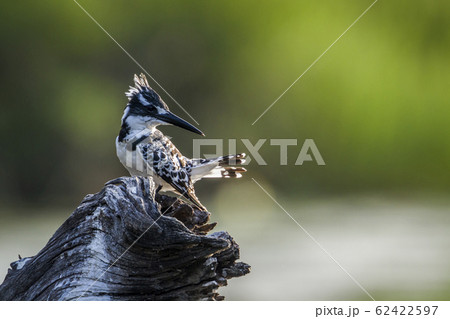Pied kingfisher in Kruger National park, South 62422597