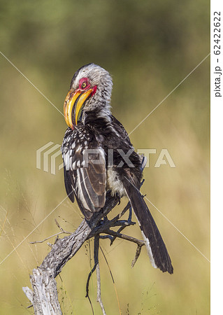 Southern yellow billed hornbill in Kruger National 62422622