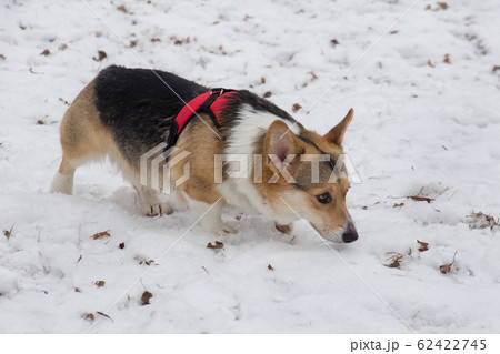 Pembroke welsh corgi puppy in the winter park. Pembroke welsh corgi puppy in the winter park. 62422745