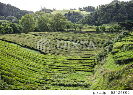 Tea plantations on Azorean island  62424306