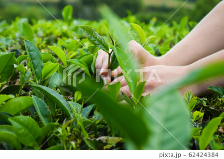 Tea harvesting, close up, hands picking leaves Tea harvesting, close up, hands picking leaves 62424384