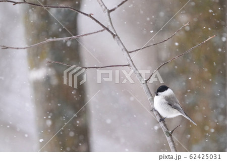 コガラ コガラ 62425031