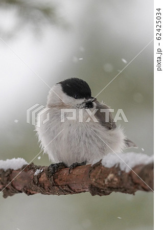 コガラ コガラ 62425034