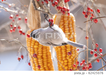 コガラ コガラ 62425076