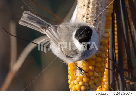 コガラ コガラ 62425077