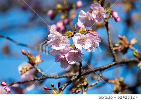 花 カワヅザクラ 62425127