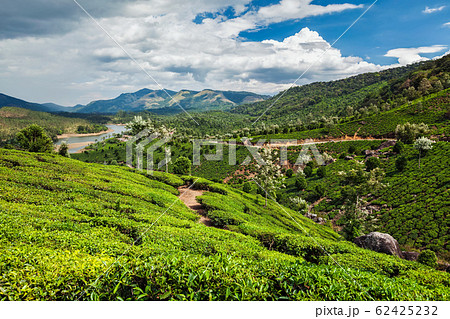 Tea plantations in India 62425232