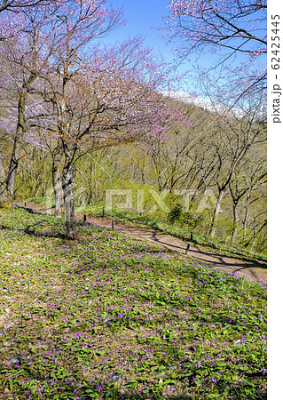 山桜とカタクリ（縦） 62425445