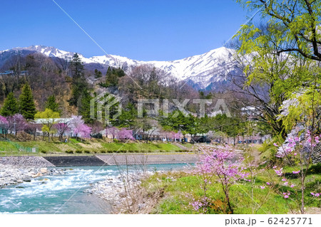 桜咲く利根川と雪の谷川連峰 桜咲く利根川と雪の谷川連峰 62425771