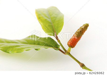 ヒハツモドキの果実 ヒハツモドキの果実 62426062