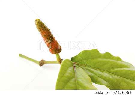 ヒハツモドキの果実 62426063