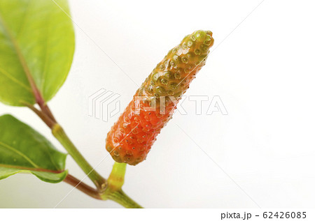 ヒハツモドキの果実 ヒハツモドキの果実 62426085