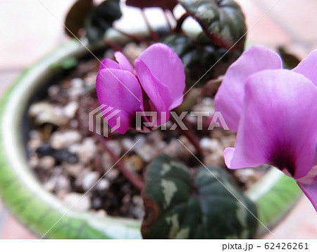 シクラメン　コウム 62426261