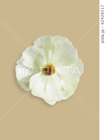 春 季節 植物 62426517