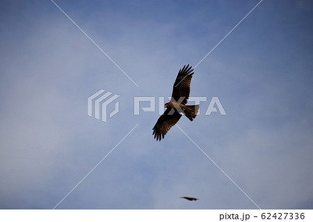 鳶 鳶 62427336