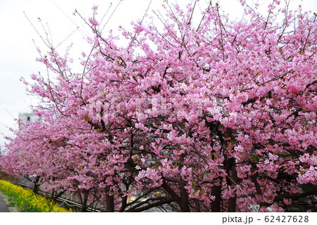 河津桜 河津桜 62427628