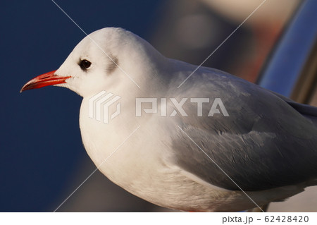 ユリカモメ ユリカモメ 62428420