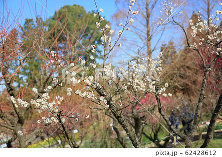 白梅の花　栄冠 62428612