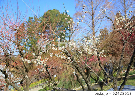 白梅の花　栄冠 62428613