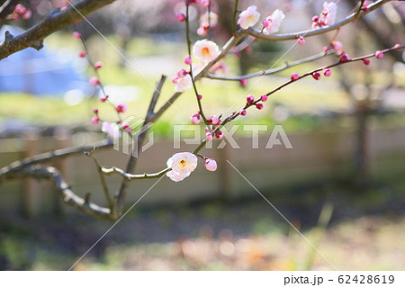 梅の花 朱鷺の舞の写真素材