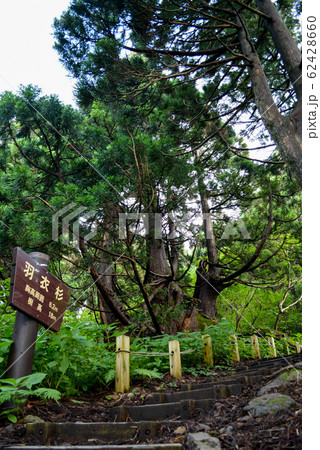 佐渡天然杉の遊歩道、羽衣杉 62428660